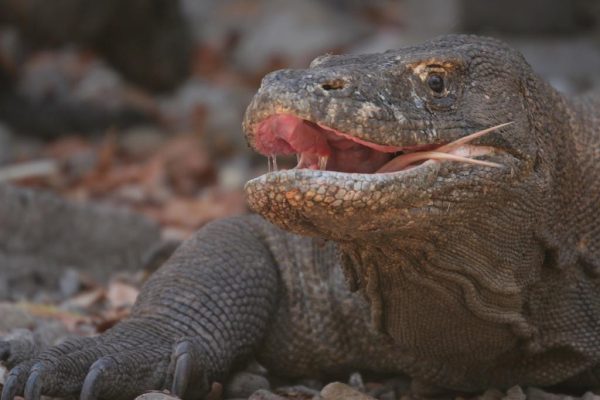 flores-komodo-close